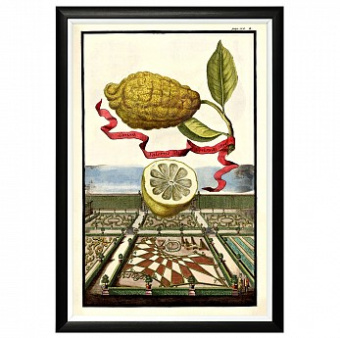 Арт-постер «Благородный фрукт», версия 1